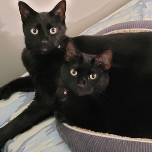 Fundraising Page: Gina Rogers